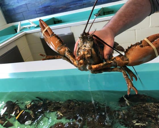 Lobster